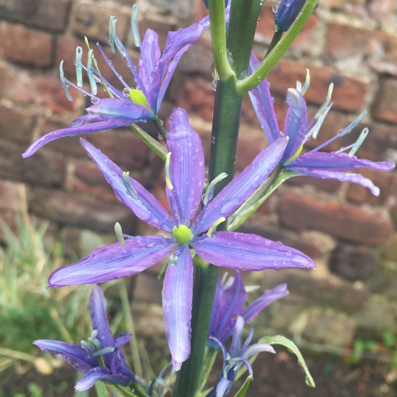 Camassia in the GardenTags plant encyclopedia Camassia in the GardenTags plant encyclopedia