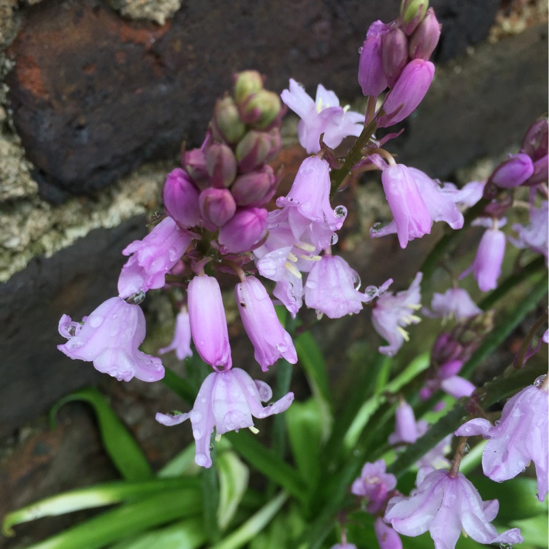 Campanula zanzegura syn. Symphyandra zanzegura in the GardenTags plant encyclopedia Lilac Bells in the GardenTags plant encyclopedia