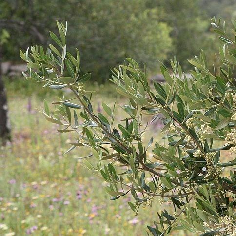 Olive Tree in the GardenTags plant encyclopedia