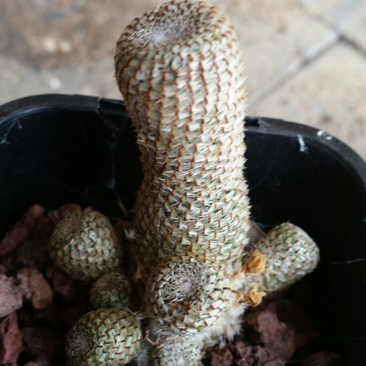 Rebutia heliosa syn. Aylostera heliosa in the GardenTags plant encyclopedia Sunny Rebutia in the GardenTags plant encyclopedia