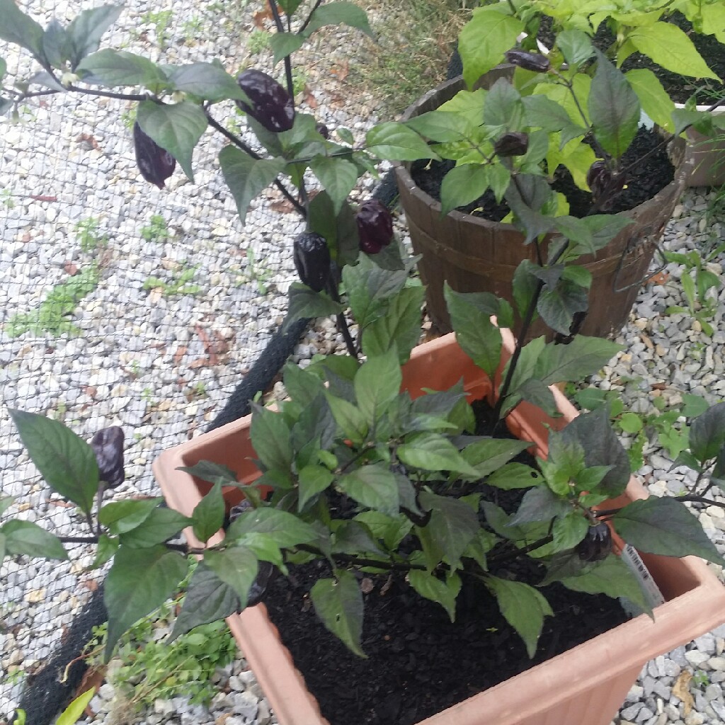 Capsicum Chinense Yaki Blue in the GardenTags plant encyclopedia Chilli Pepper Yaki Blue in the GardenTags plant encyclopedia