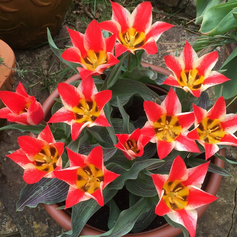 Tulipa Plaisir in the GardenTags plant encyclopedia Tulip Plaisir (Greigii) in the GardenTags plant encyclopedia