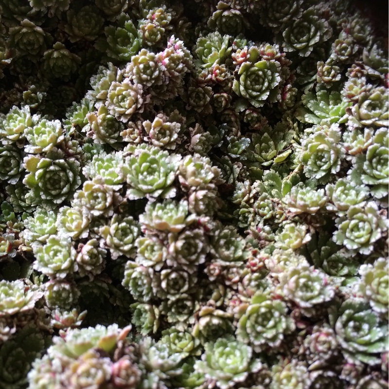 Saxifraga paniculata var. minutifolia in the GardenTags plant encyclopedia Small-leaved lifelong saxifrage in the GardenTags plant encyclopedia