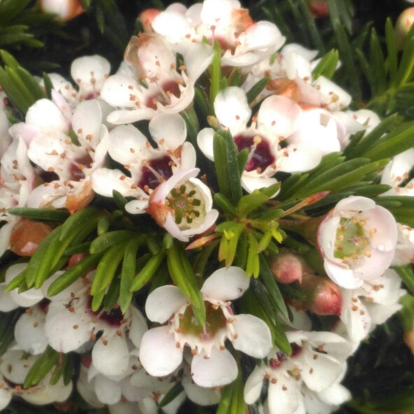 Chamelaucium uncinatum Snowflake in the GardenTags plant encyclopedia Geraldton Waxflower Snowflake in the GardenTags plant encyclopedia
