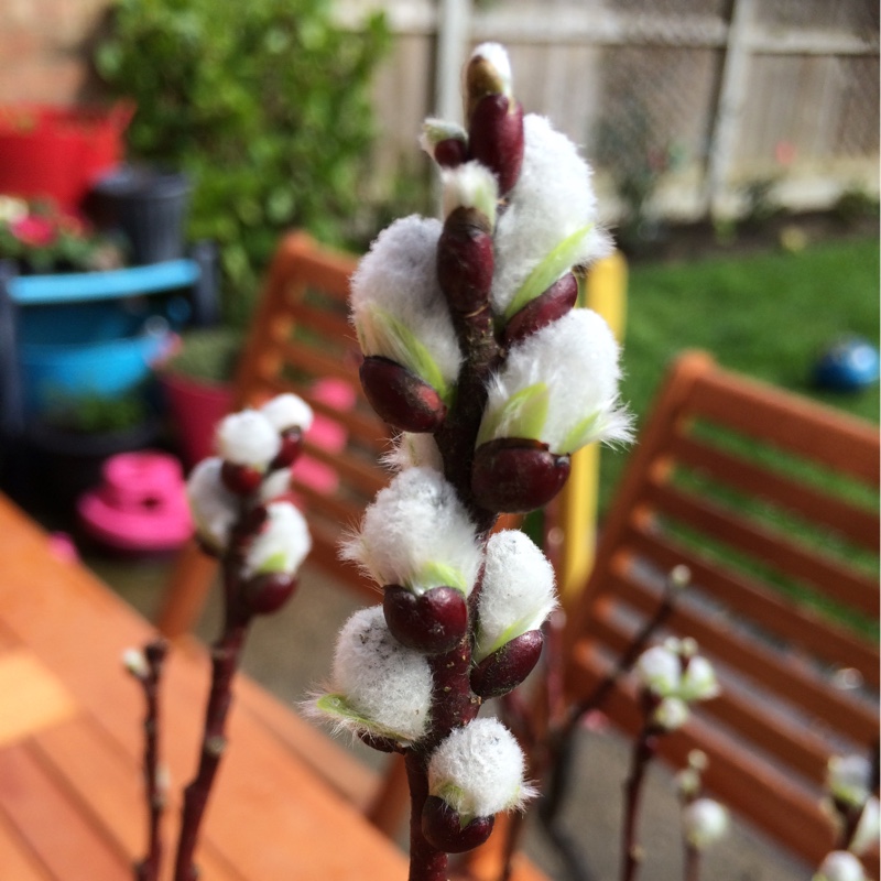 Salix hastata Wehrhahnii in the GardenTags plant encyclopedia Halberd-leaved willow in the GardenTags plant encyclopedia