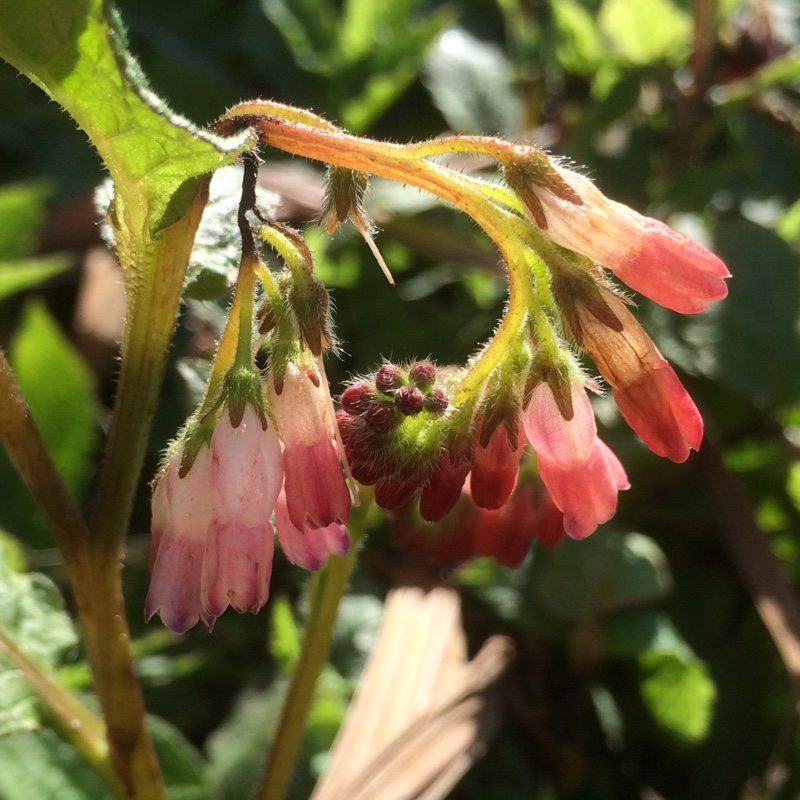 Symphytum Hidcote Pink in the GardenTags plant encyclopedia Comfrey Hidcote Pink in the GardenTags plant encyclopedia