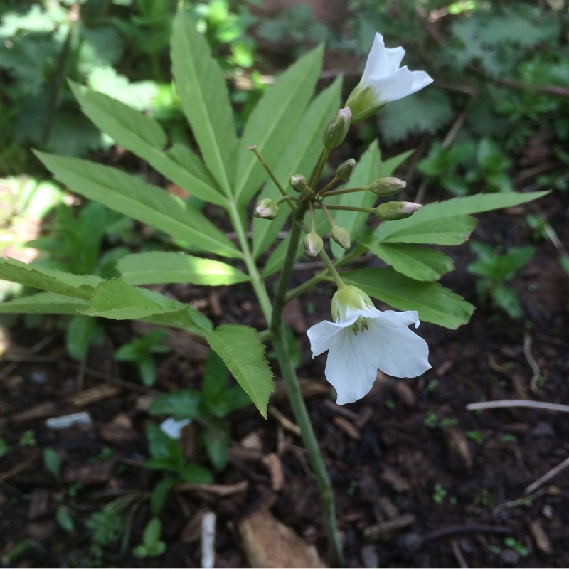 Cardamine heptaphylla in the GardenTags plant encyclopedia Pinnate Coralroot in the GardenTags plant encyclopedia