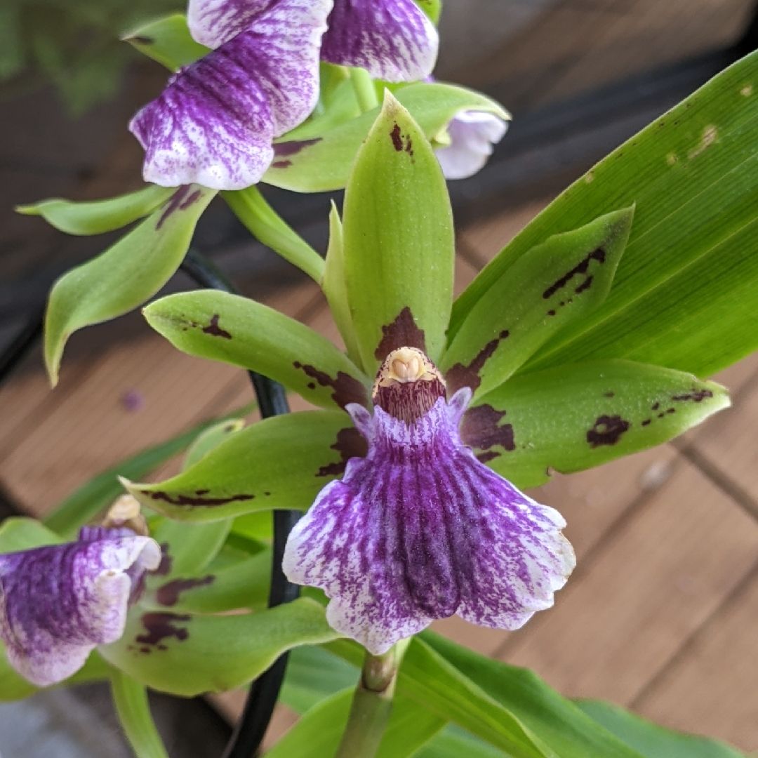 Zygopetalum Impasto Green in the GardenTags plant encyclopedia