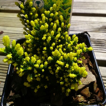 Calluna vulgaris Spring Cream in the GardenTags plant encyclopedia Common Heather Spring Cream in the GardenTags plant encyclopedia