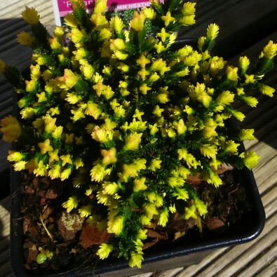 Calluna vulgaris Rieanne in the GardenTags plant encyclopedia Common Heather Rieanne in the GardenTags plant encyclopedia