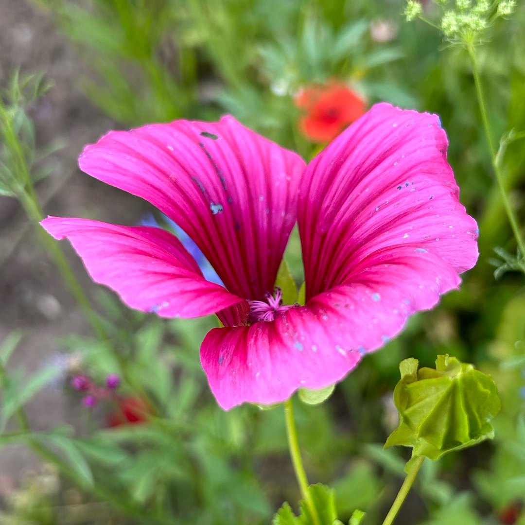 Malva trimestris in the GardenTags plant encyclopedia Rose mallow in the GardenTags plant encyclopedia