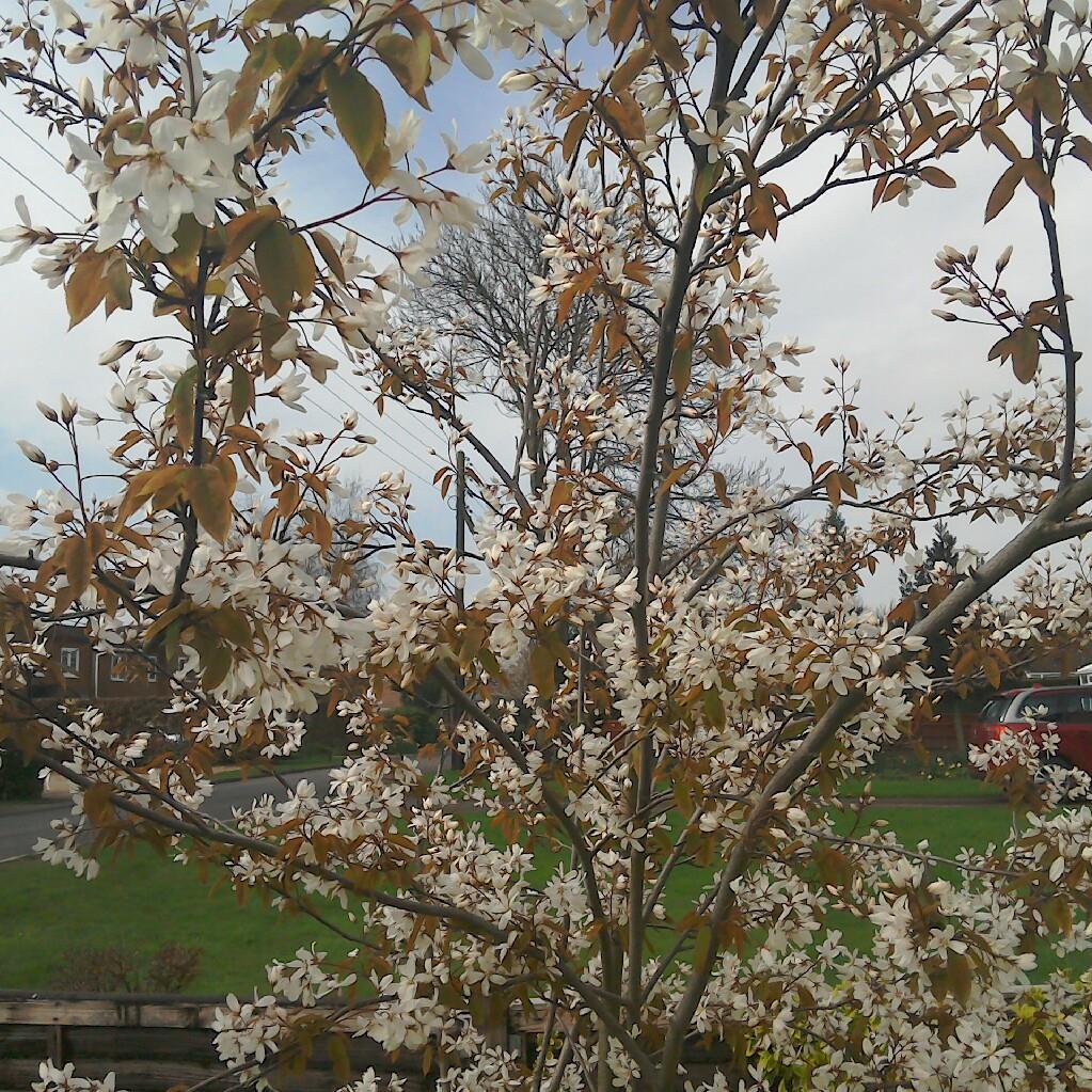 Amelanchier laevis Snowflakes in the GardenTags plant encyclopedia Smooth Serviceberry Snowflakes in the GardenTags plant encyclopedia