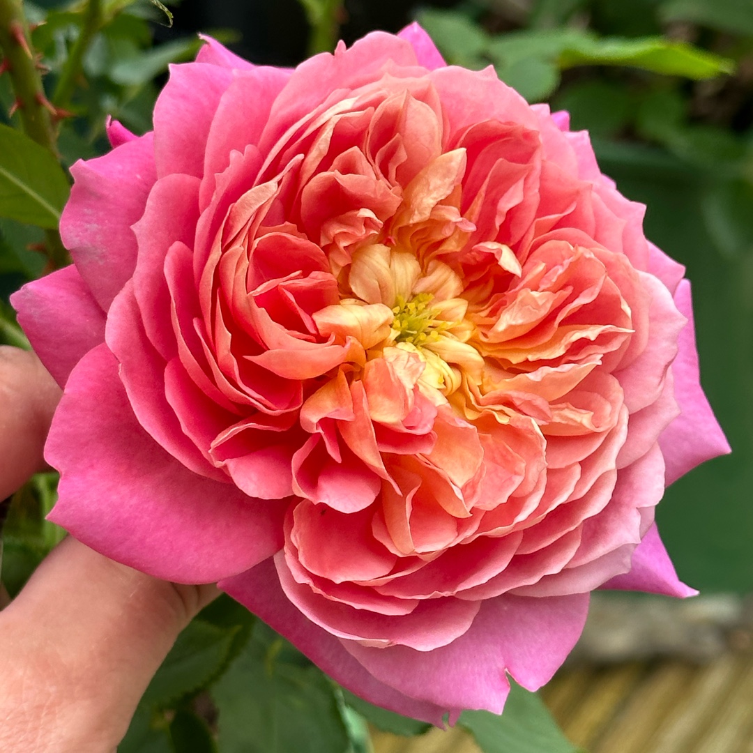 ‘Emma Bridgewater Rose in the GardenTags plant encyclopedia