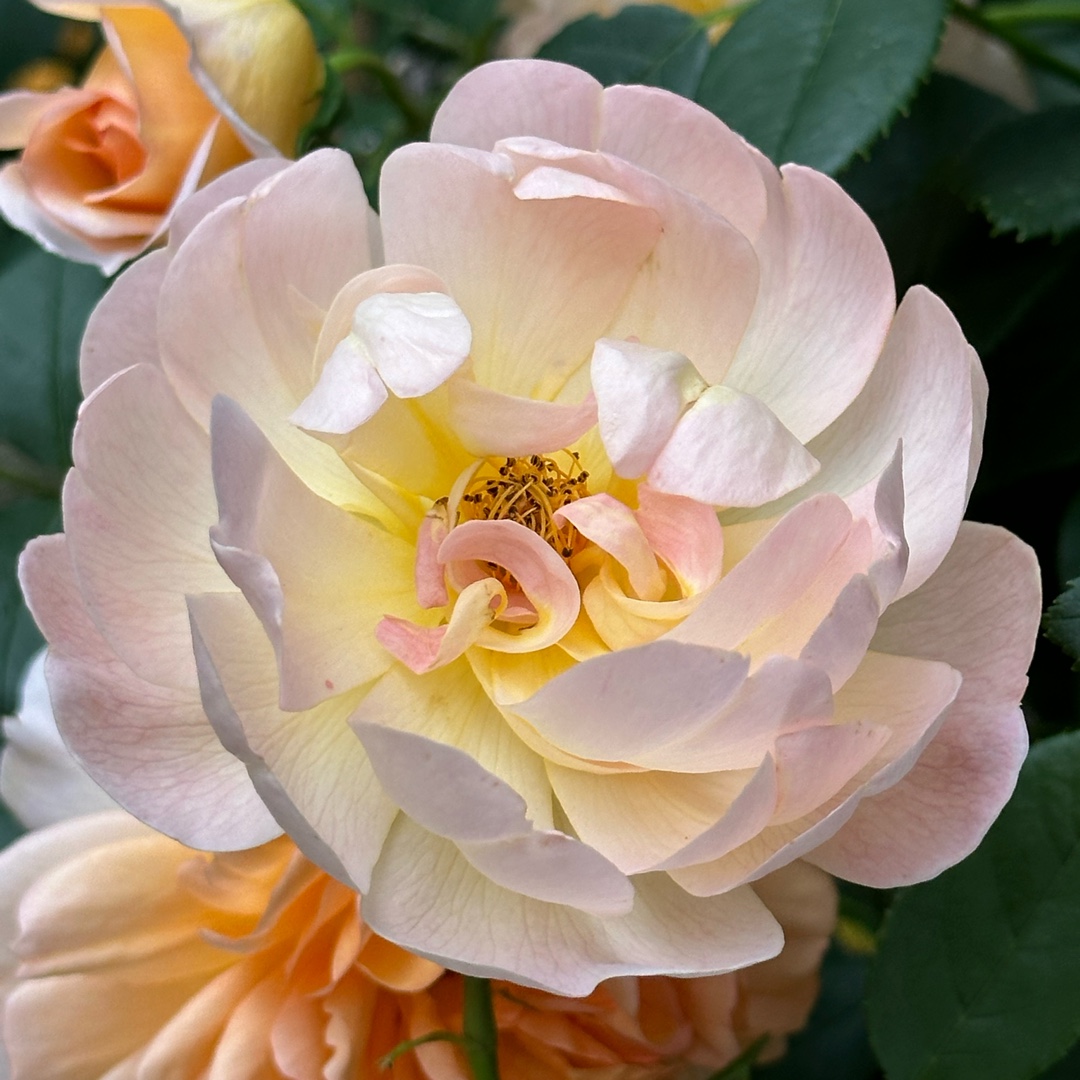 Rosa ‘The Lark Ascending in the GardenTags plant encyclopedia Rose ‘The Lark Ascending in the GardenTags plant encyclopedia