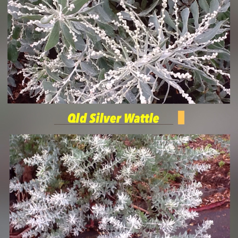 Old Silver Wattle in the GardenTags plant encyclopedia