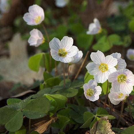 Oxalis acetosella in the GardenTags plant encyclopedia Wood sorrel in the GardenTags plant encyclopedia