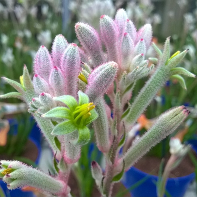 Anigozanthos Bush Diamond in the GardenTags plant encyclopedia Kangaroo Paw Bush Diamond (Bush Gems series) in the GardenTags plant encyclopedia