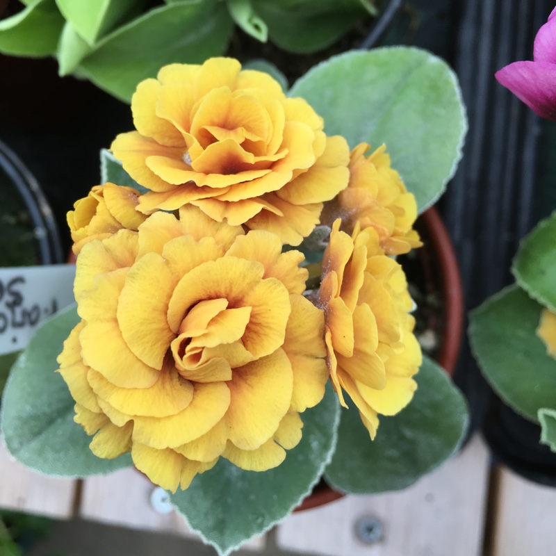 Primula auricula Shaun in the GardenTags plant encyclopedia Auricula Shaun in the GardenTags plant encyclopedia