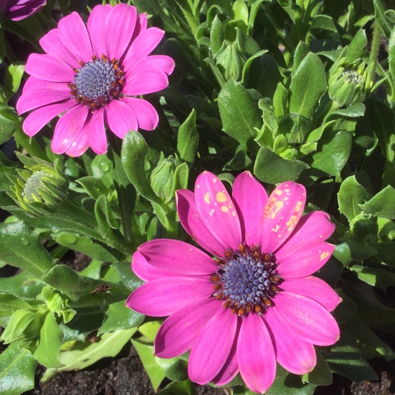 African daisy, in the GardenTags plant encyclopedia
