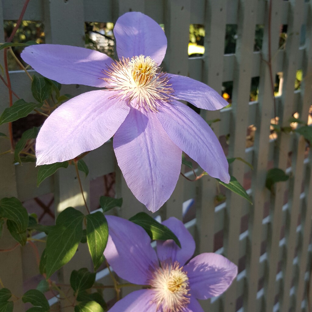 Clematis Beauty Of Richmond in the GardenTags plant encyclopedia Clematis Beauty Of Richmond in the GardenTags plant encyclopedia