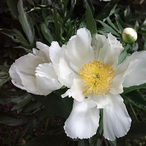 Paeonia lactiflora Krinkled White in the GardenTags plant encyclopedia Peony Krinkled White (Herbaceous) in the GardenTags plant encyclopedia