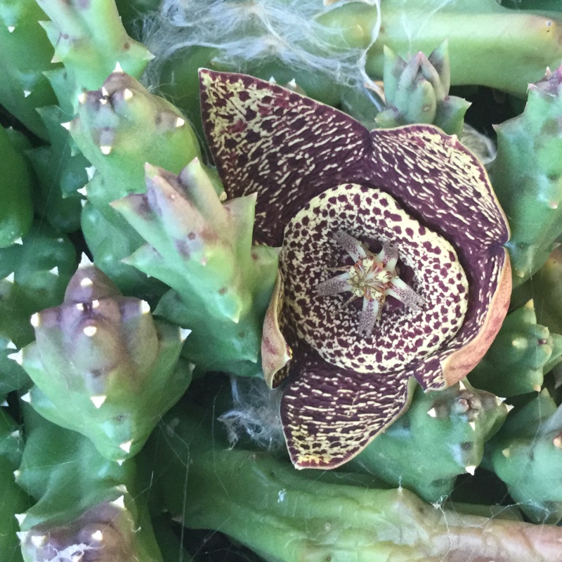 Stapelia Variegata in the GardenTags plant encyclopedia The Earth Bound Star in the GardenTags plant encyclopedia