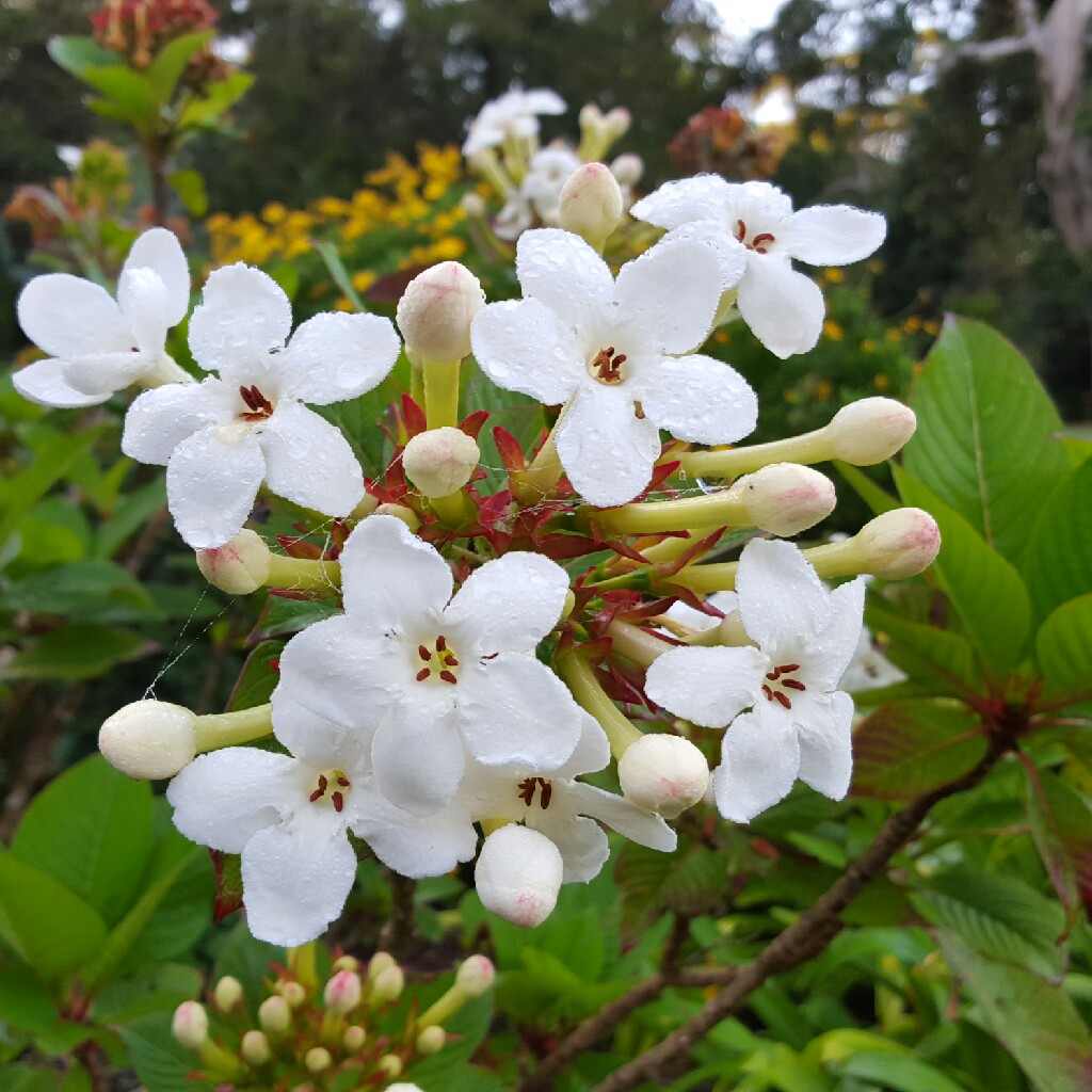 Luculia grandifolia in the GardenTags plant encyclopedia Luculia in the GardenTags plant encyclopedia
