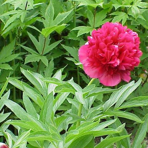 Paeonia officinalis Rubra Plena in the GardenTags plant encyclopedia Peony Rubra Plena (Herbaceous) in the GardenTags plant encyclopedia