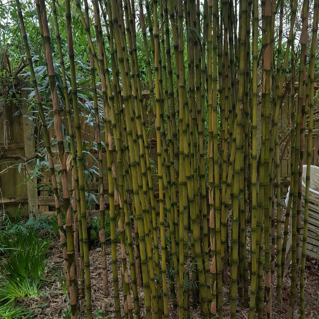 Chusquea gigantea in the GardenTags plant encyclopedia South American Mountain Bamboo in the GardenTags plant encyclopedia