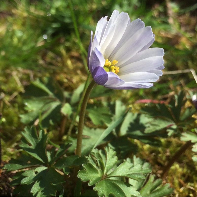 Anemone apennina var. albiflora in the GardenTags plant encyclopedia Anemone apennina in the GardenTags plant encyclopedia