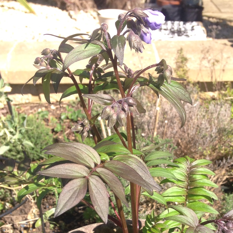 Polemonium Heaven Scent in the GardenTags plant encyclopedia Jacobs Ladder Heaven Scent in the GardenTags plant encyclopedia