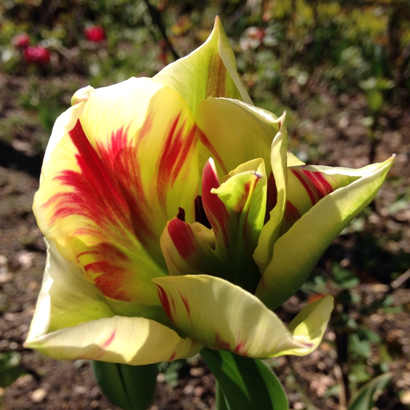 Tulipa Flaming Springgreen in the GardenTags plant encyclopedia Tulip Flaming Spring Green (Viridiflora) in the GardenTags plant encyclopedia