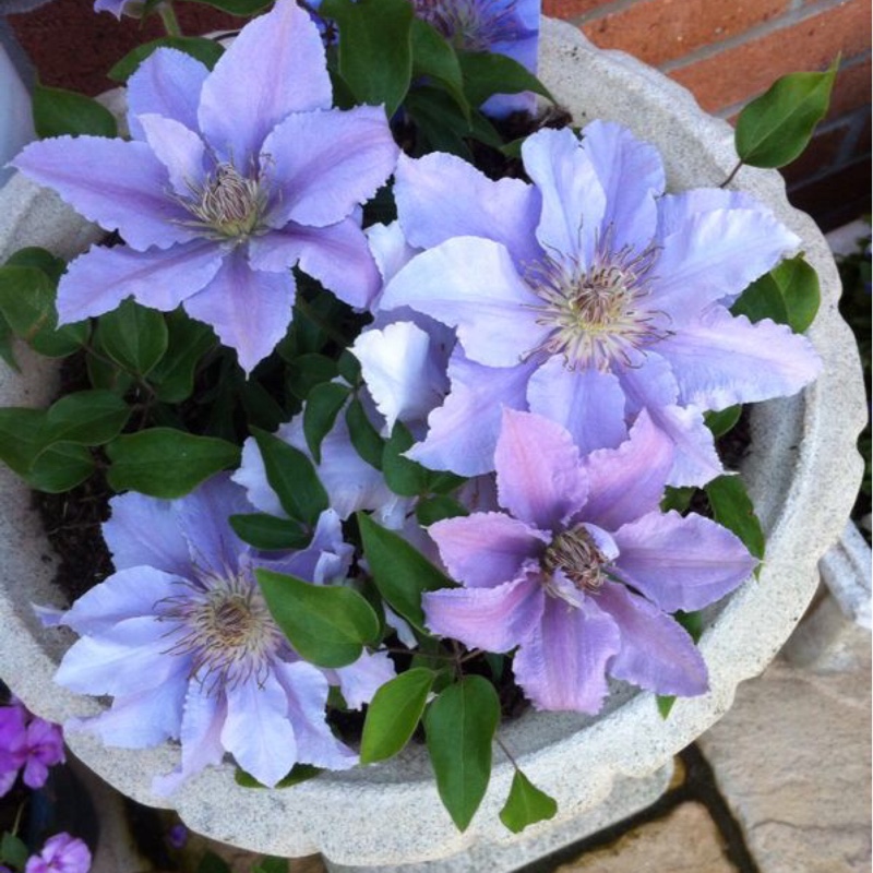 Clematis Filigree in the GardenTags plant encyclopedia Clematis Filigree in the GardenTags plant encyclopedia