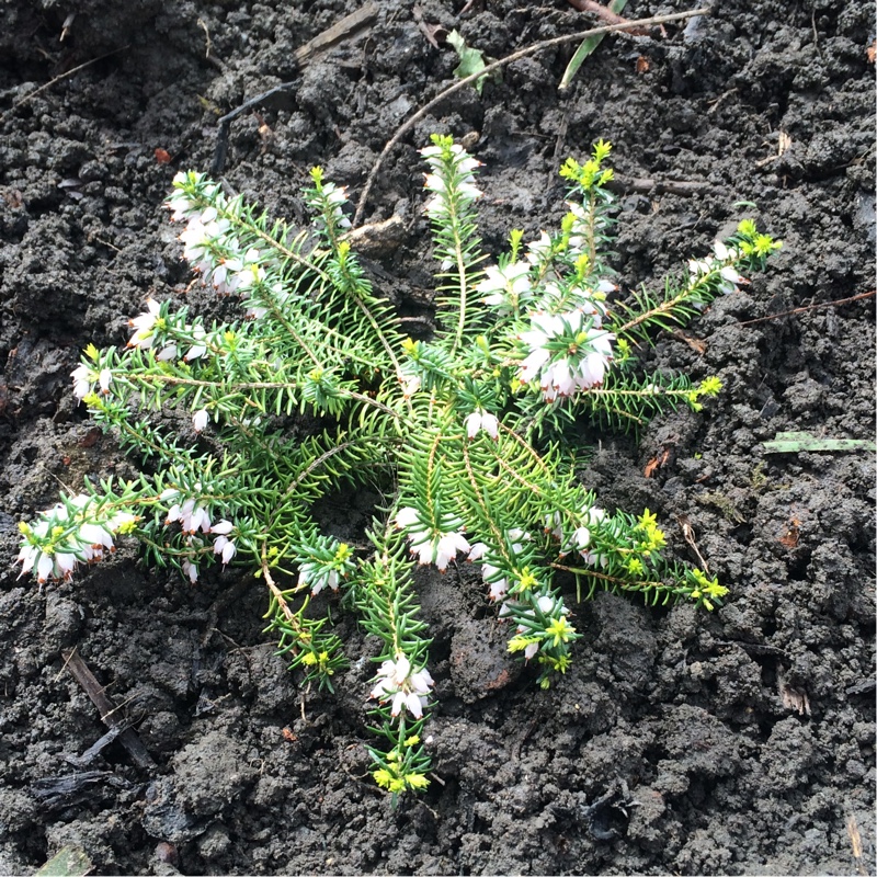 Erica carnea f. alba Golden Starlet in the GardenTags plant encyclopedia Winter Heath Golden Starlet in the GardenTags plant encyclopedia
