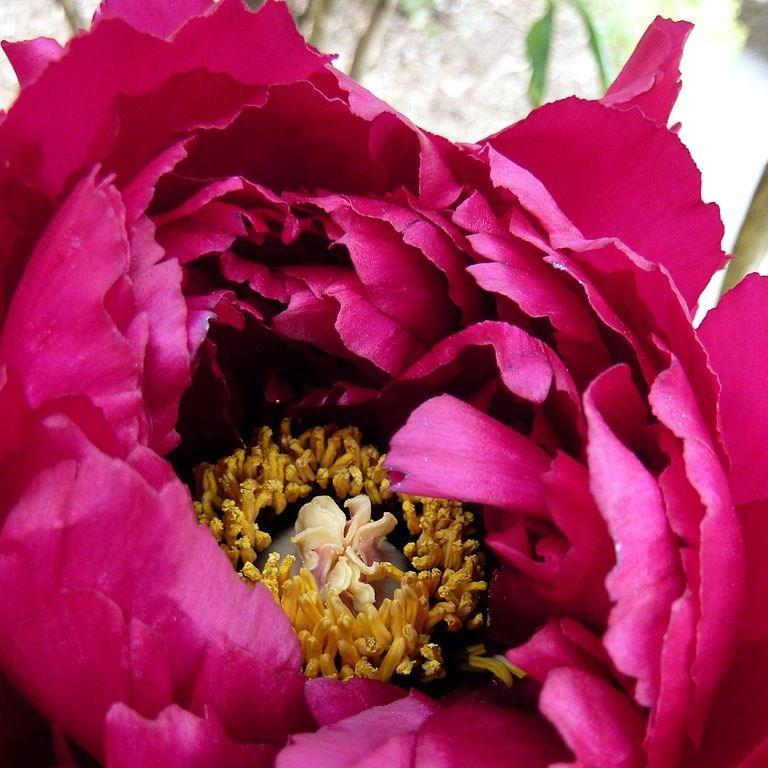 Paeonia x suffruticosa Shintenchi in the GardenTags plant encyclopedia Tree Peony Shintenchi in the GardenTags plant encyclopedia