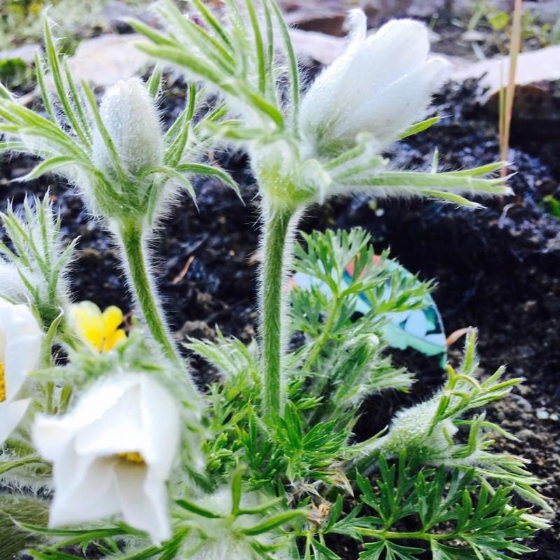 Pulsatilla vulgaris Alba in the GardenTags plant encyclopedia Pasqueflower Alba in the GardenTags plant encyclopedia