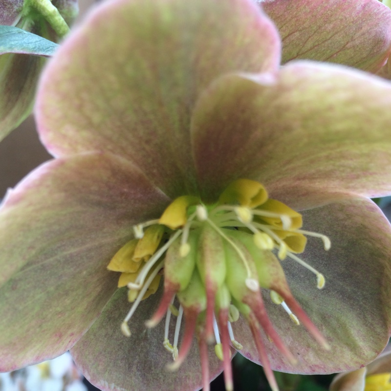 Hellebore HGC Shooting Star in the GardenTags plant encyclopedia