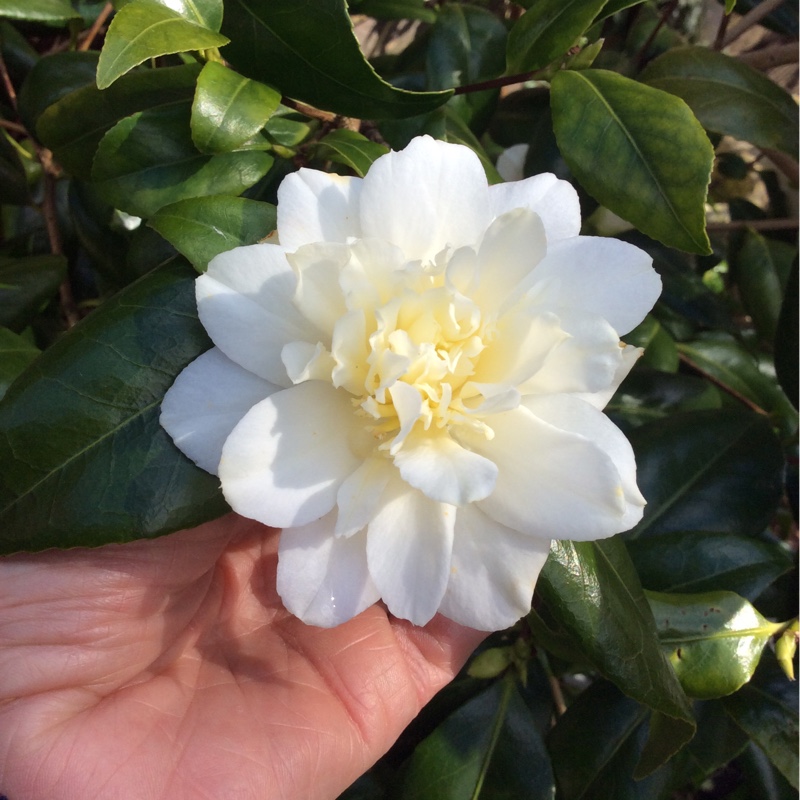 Camellia japonica Silver Anniversary in the GardenTags plant encyclopedia Camellia Silver Anniversary in the GardenTags plant encyclopedia