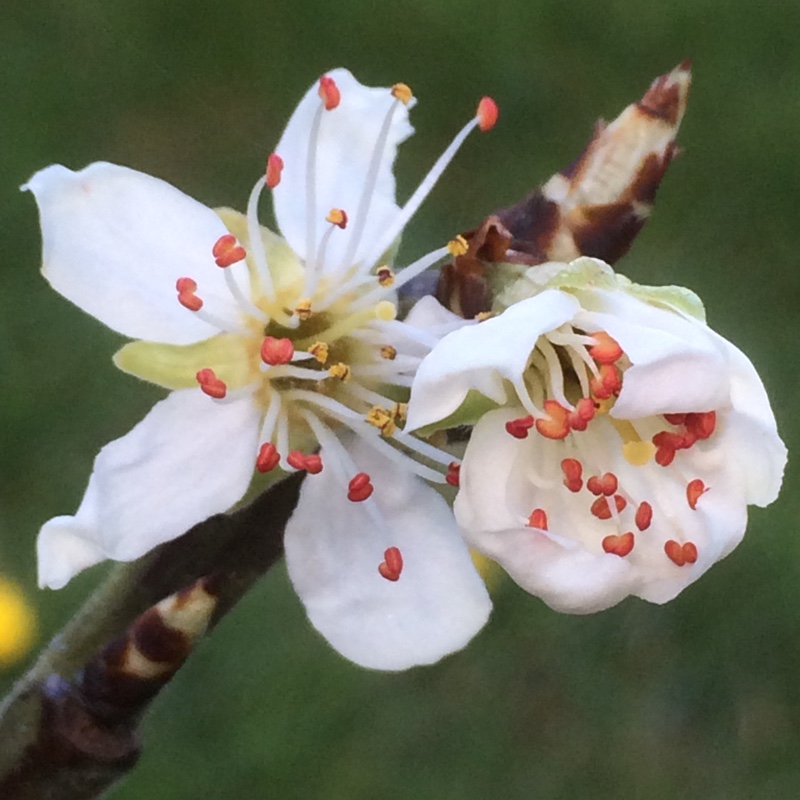 Prunus domestica subsp. italica Transparent Gage in the GardenTags plant encyclopedia Greengage Early Transparent Gage in the GardenTags plant encyclopedia