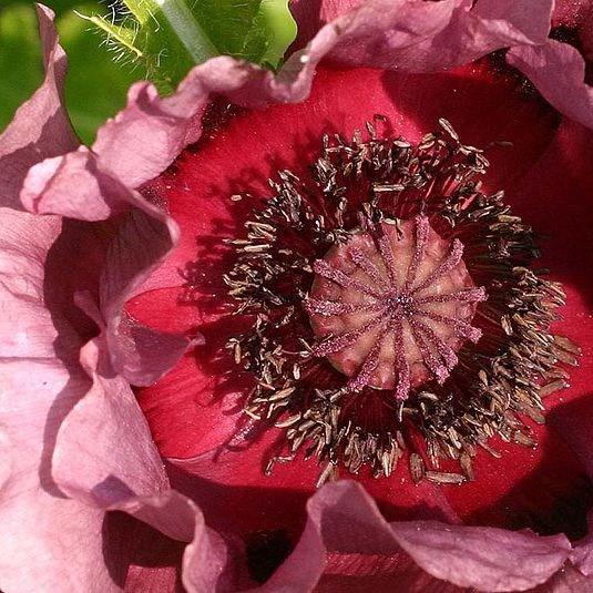 Papaver orientale Pattys Plum in the GardenTags plant encyclopedia Oriental poppy Pattys Plum in the GardenTags plant encyclopedia