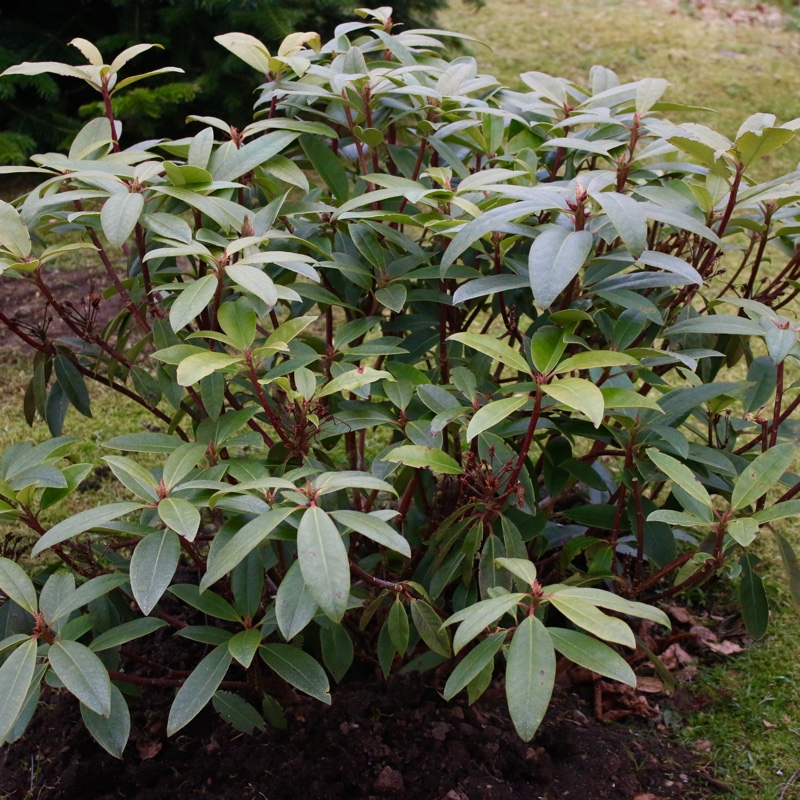 Rhododendron Edith Bosley in the GardenTags plant encyclopedia Rhododendron Edith Bosley in the GardenTags plant encyclopedia