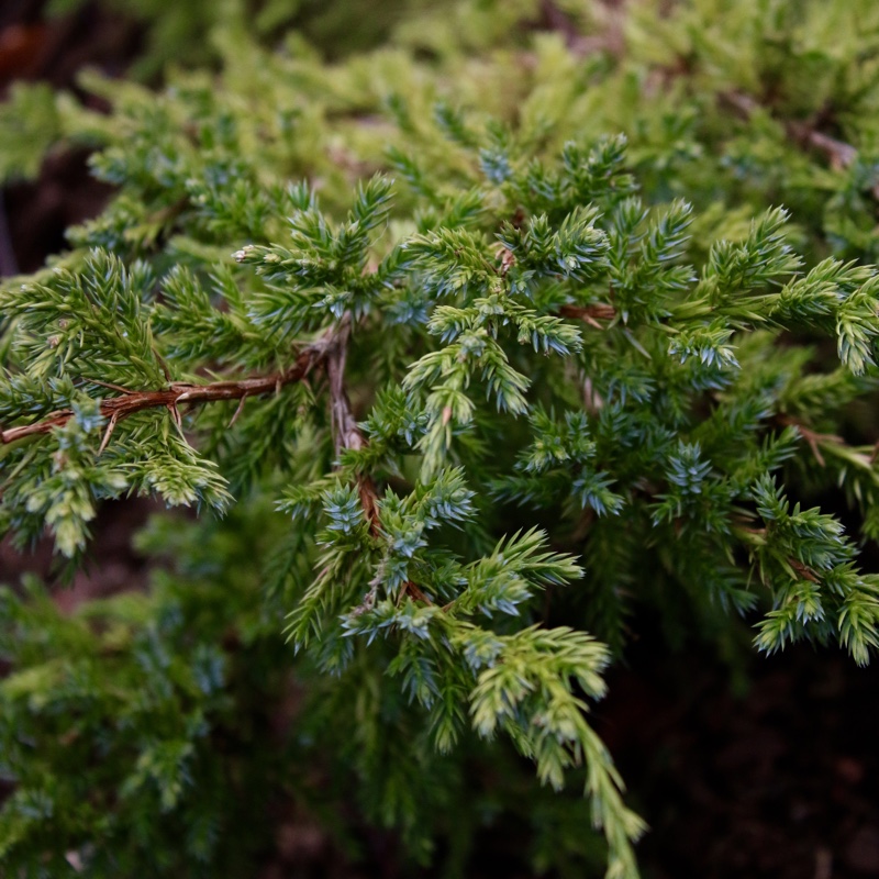 Juniperus squamata Holger in the GardenTags plant encyclopedia Flaky Juniper Holger in the GardenTags plant encyclopedia