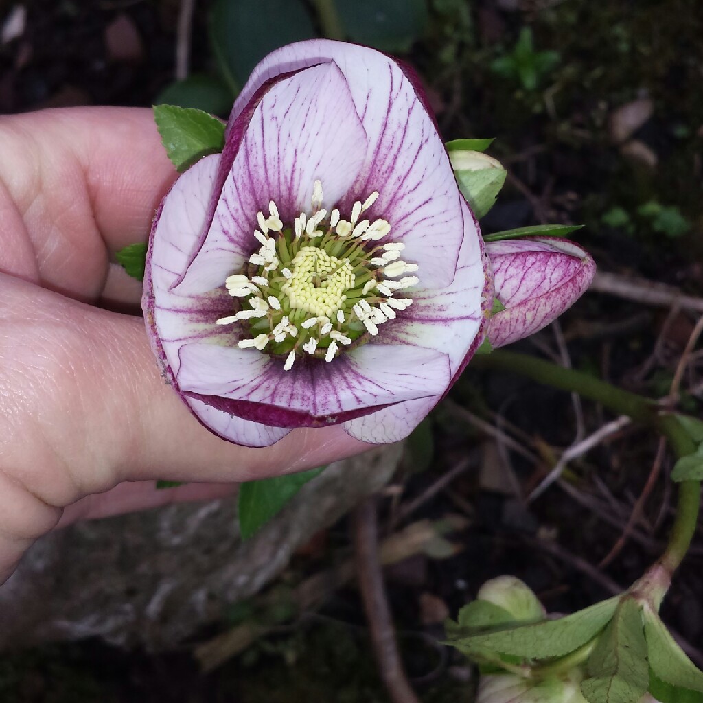 Helleborus x hybridus Harvington Picotee in the GardenTags plant encyclopedia Hellebore Harvington Picotee in the GardenTags plant encyclopedia