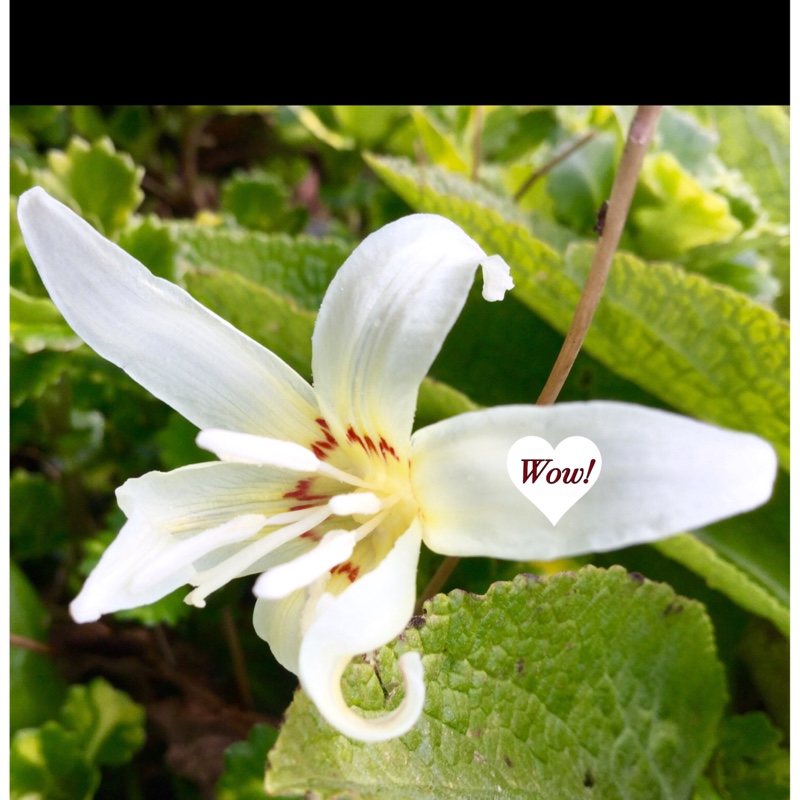 Erythronium californicum in the GardenTags plant encyclopedia Fawn Lily in the GardenTags plant encyclopedia