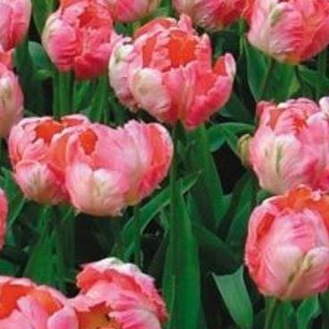 Tulipa Salmon Parrot in the GardenTags plant encyclopedia Tulip Salmon Parrot (Parrot) in the GardenTags plant encyclopedia