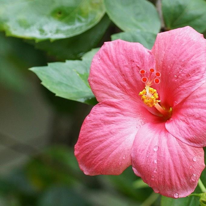 Hibiscus, Rose Mallow in GardenTags plant encyclopedia