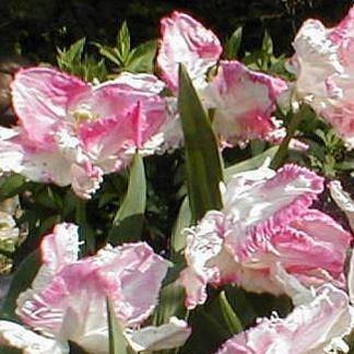 Tulipa Webers Parrot in the GardenTags plant encyclopedia Tulip Webers Parrot (Parrot) in the GardenTags plant encyclopedia