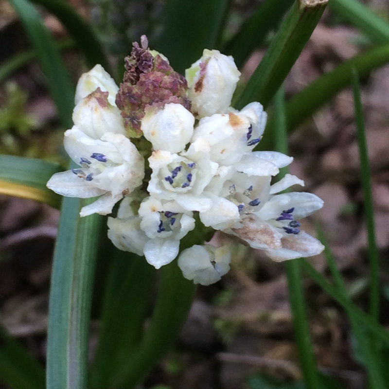 Bellevalia romana in the GardenTags plant encyclopedia Roman Squill in the GardenTags plant encyclopedia