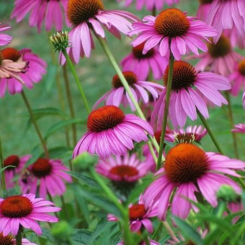 Echinacea purpurea 'Bravado', Coneflower 'Bravado' in GardenTags plant ...