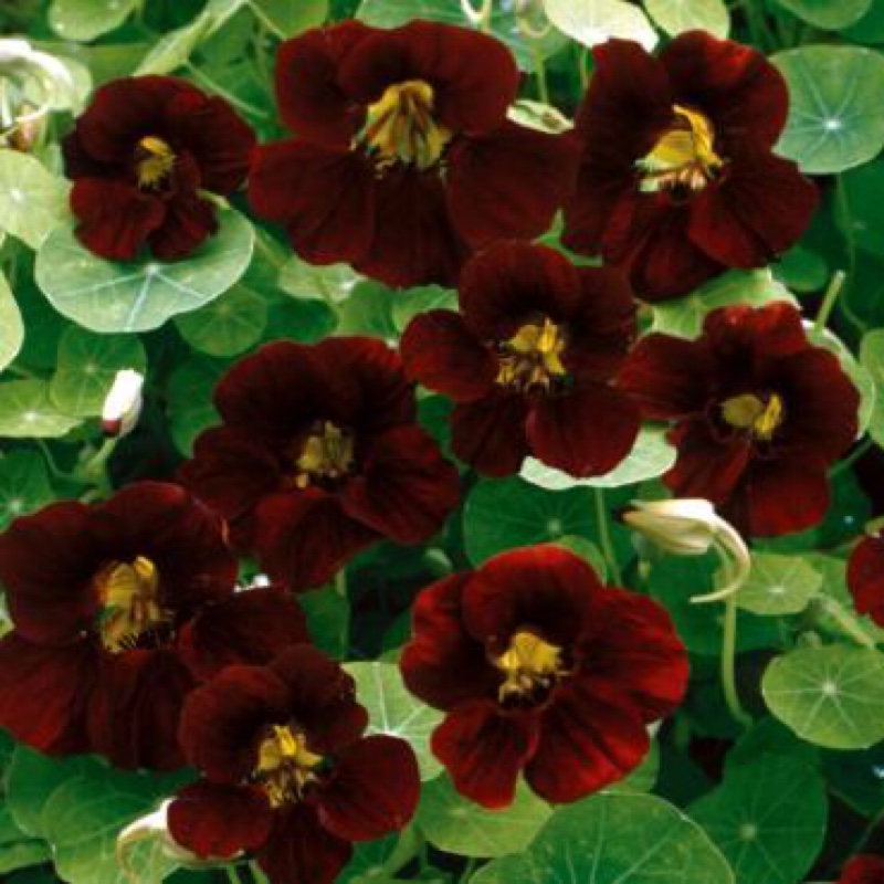 Tropaeolum majus Black Velvet in the GardenTags plant encyclopedia Nasturtium Black Velvet in the GardenTags plant encyclopedia
